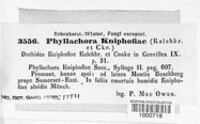 Phyllachora kniphofiae image